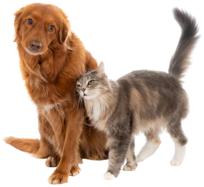 Pet Supplies & Care